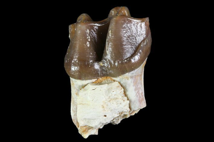 Oligocene Horse (Mesohippus) Tooth - South Dakota #73643